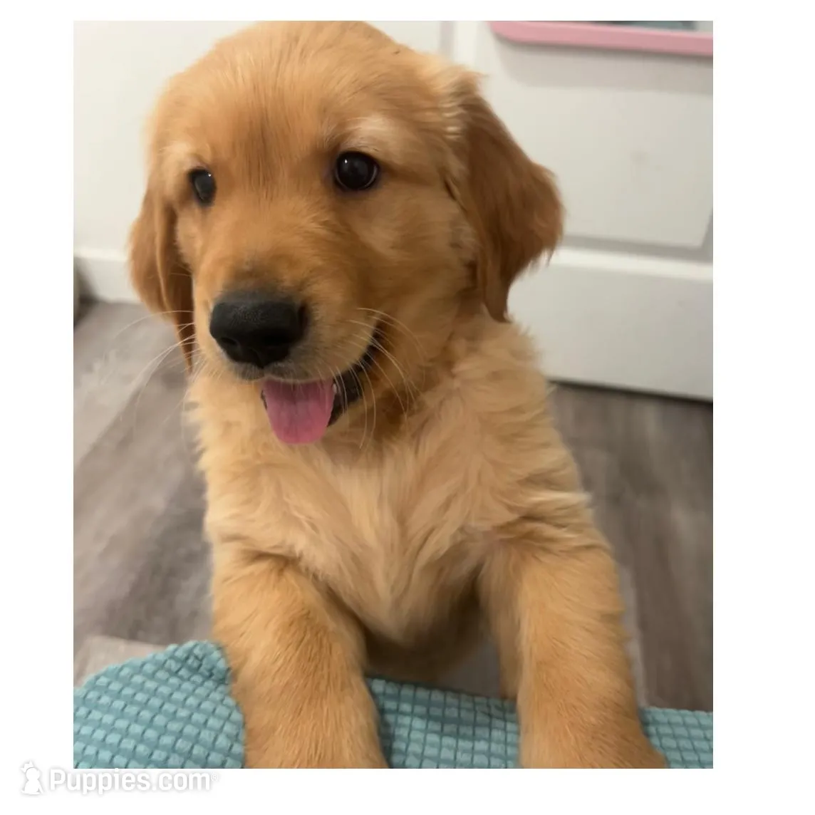 Smiley, a female Golden Retriever for sale in San Diego, CA – Photo 4 of 4
