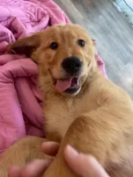 Smiley, a female Golden Retriever for sale in San Diego, CA – Photo 1 of 4
