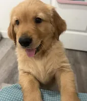 Kanga (lighter red), a female Golden Retriever for sale in San Diego, CA – Photo 4 of 5