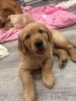 Kanga (lighter red), a female Golden Retriever for sale in San Diego, CA – Photo 2 of 5