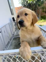 Smiley, a female Golden Retriever for sale in San Diego, CA – Photo 3 of 4