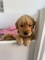 Kanga (lighter red), a female Golden Retriever for sale in San Diego, CA – Photo 5 of 5