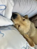 Pigs, a female Golden Retriever for sale in San Diego, CA – Photo 2 of 3