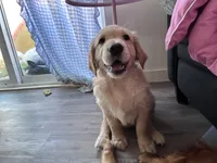 Piglet , a female Golden Retriever for sale in San Diego, CA – Photo 2 of 4