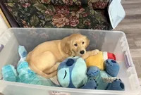 Pigs, a female Golden Retriever for sale in San Diego, CA – Photo 1 of 3