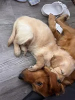 Pigs, a female Golden Retriever for sale in San Diego, CA – Photo 3 of 3