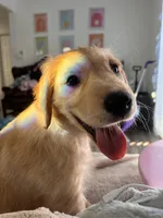 Piglet , a female Golden Retriever for sale in San Diego, CA – Photo 1 of 4