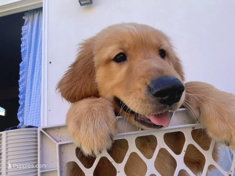 Tigger (RED golden)  – Golden Retriever puppy for sale in San Diego, CA