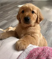 Tigger (RED golden), a male Golden Retriever for sale in San Diego, CA – Photo 4 of 4