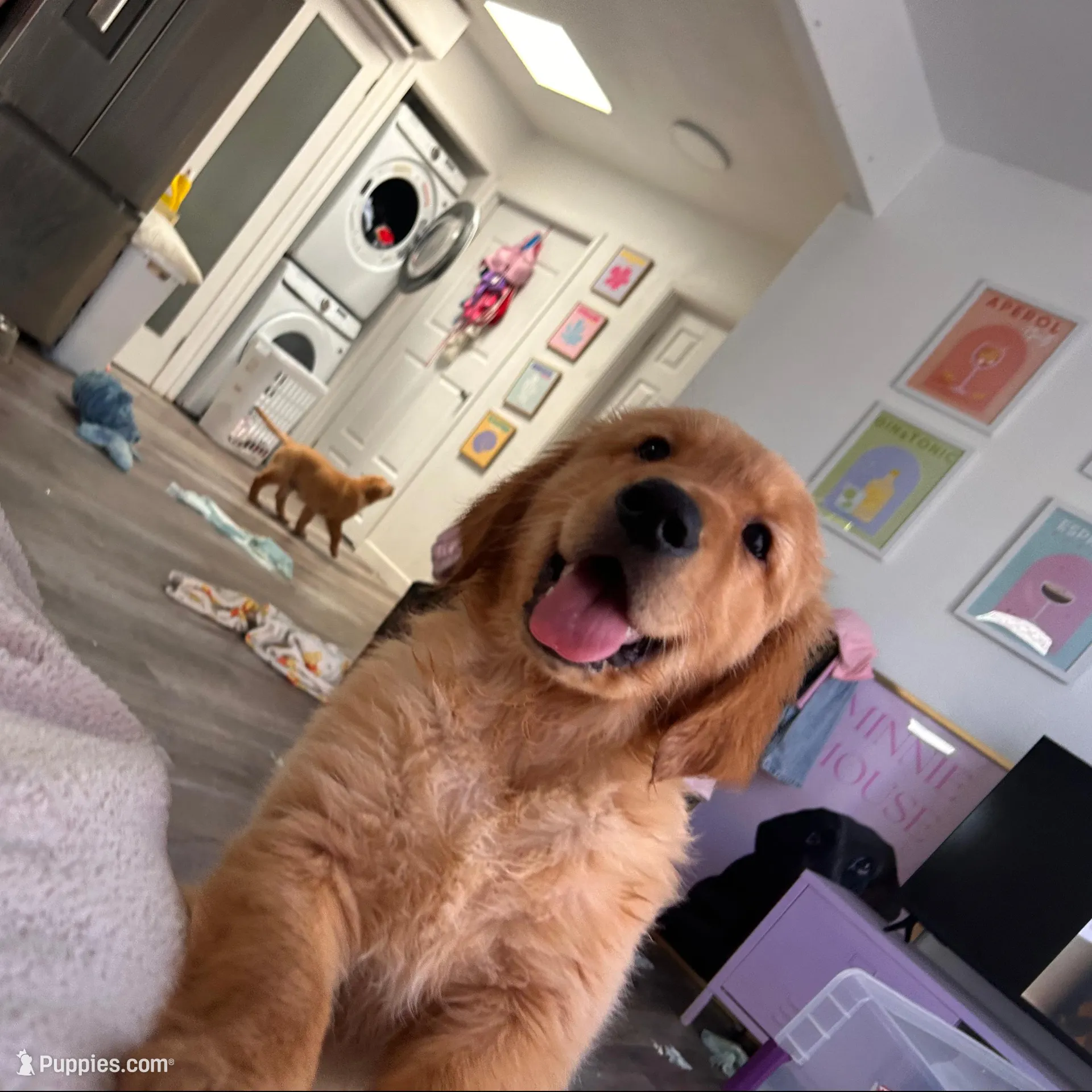 Tigger (RED golden), a male Golden Retriever for sale in San Diego, CA – Photo 2 of 4