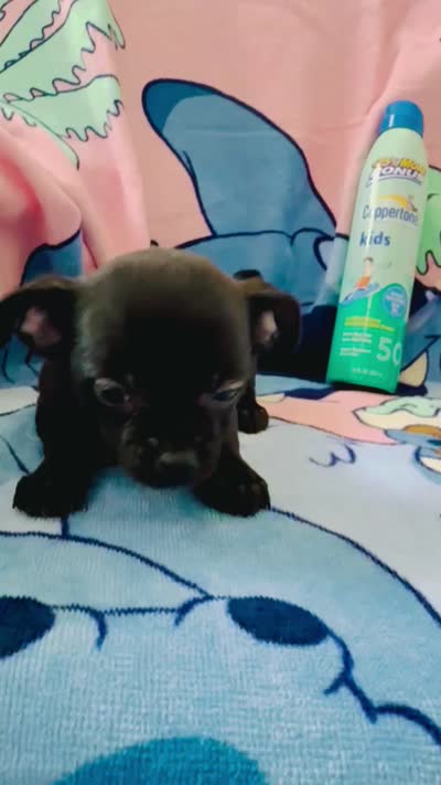 AKC Sofia, a female Chihuahua for sale in Cincinnati, OH – 4 of 4