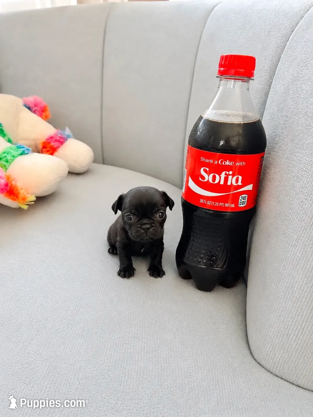 AKC Sofia, a female Chihuahua for sale in Cincinnati, OH – 1 of 4