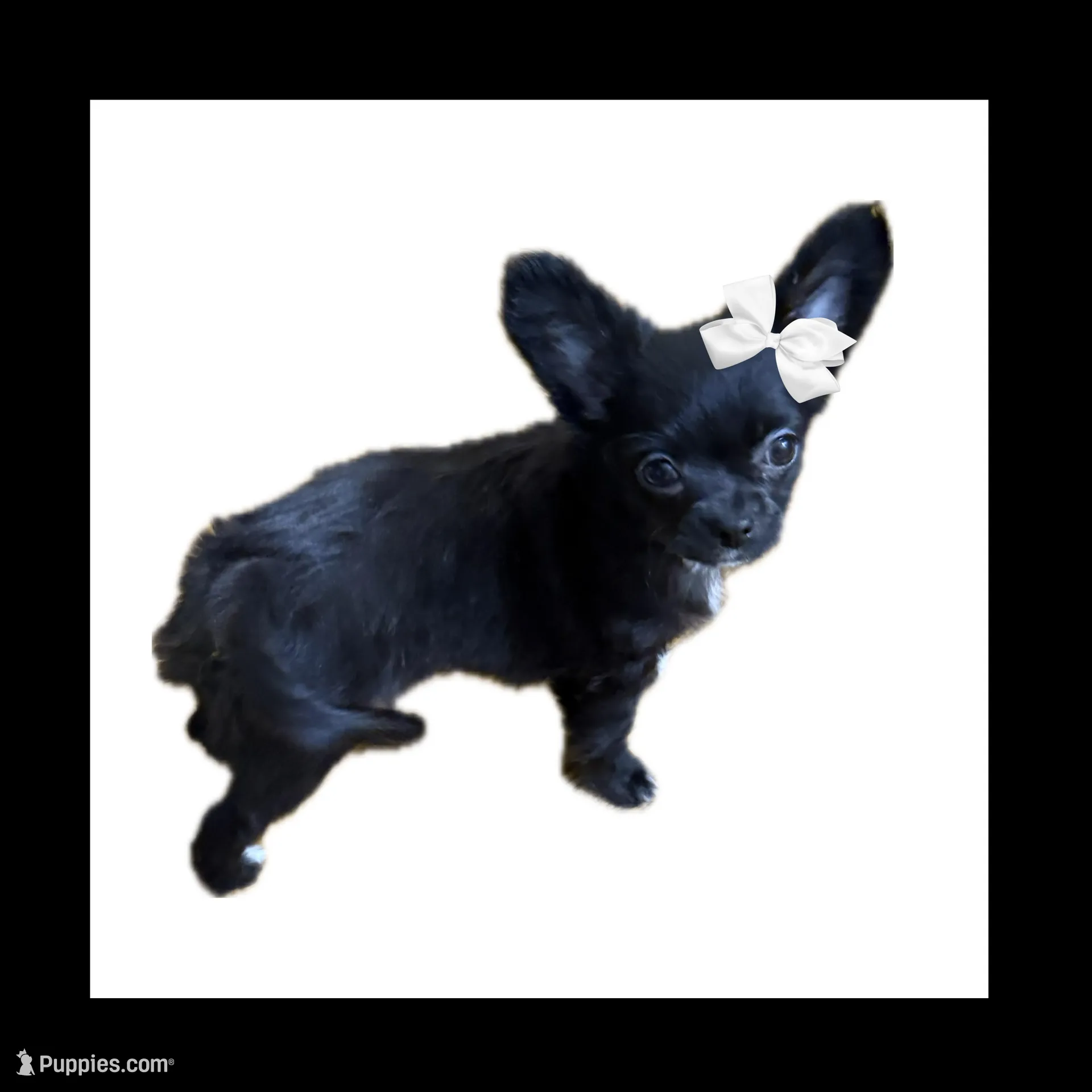 AKC SAVANNAH – Chihuahua puppy for sale in Cincinnati, OH