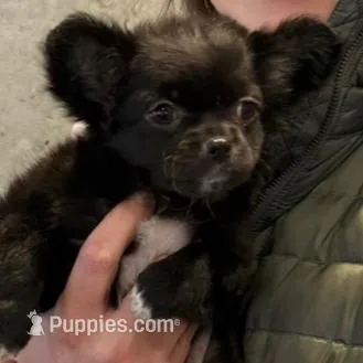 AKC SAVANNAH, a female Chihuahua for sale in Cincinnati, OH – Photo 3 of 10