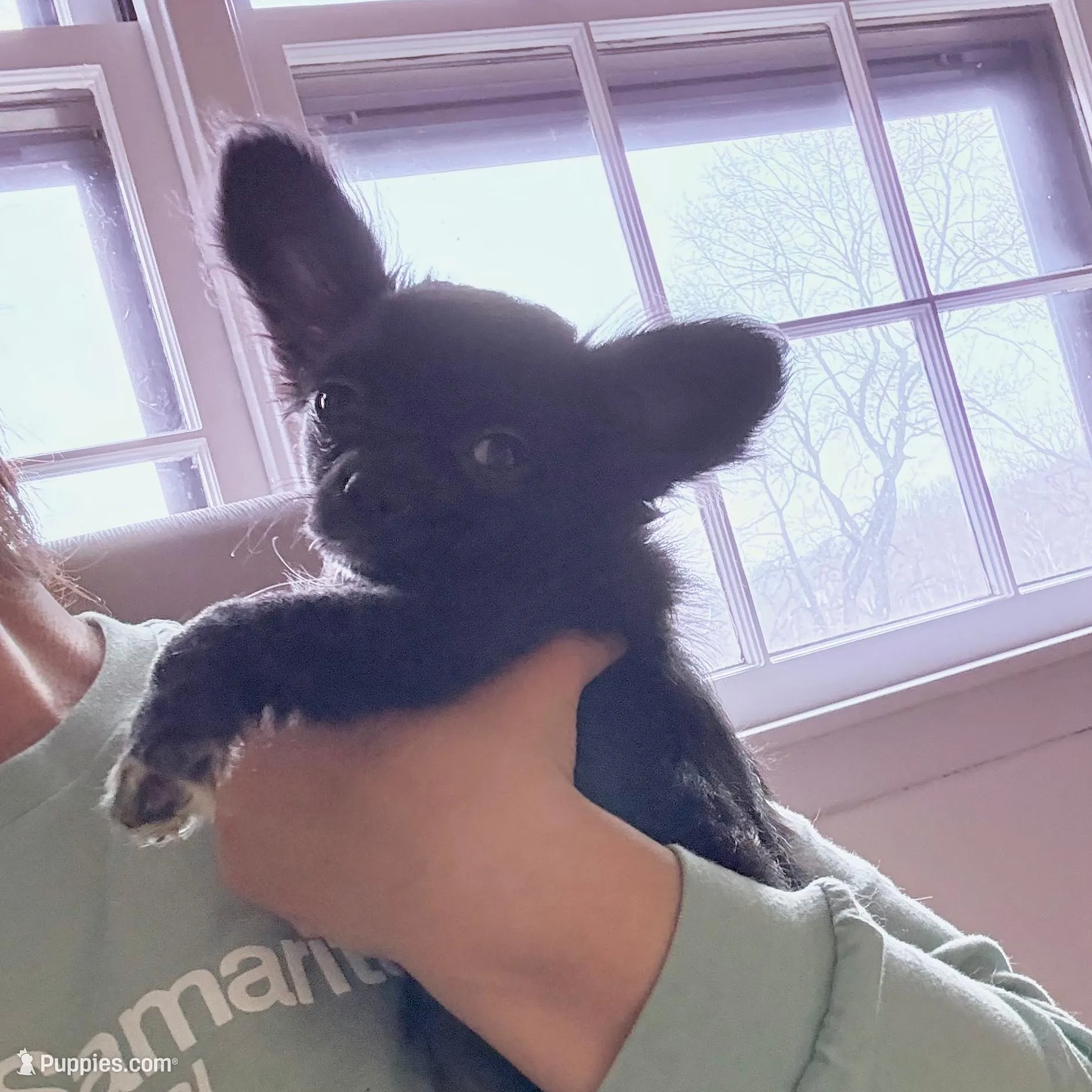 AKC SAVANNAH, a female Chihuahua for sale in Cincinnati, OH – Photo 3 of 10