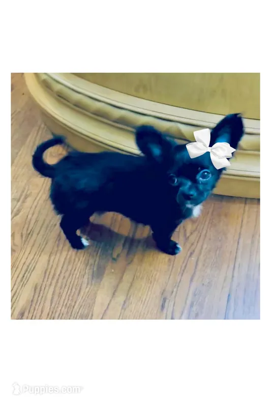 AKC SAVANNAH – Chihuahua puppy for sale in Cincinnati, OH