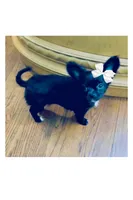 AKC SAVANNAH, a female Chihuahua for sale in Cincinnati, OH – Photo 1 of 10