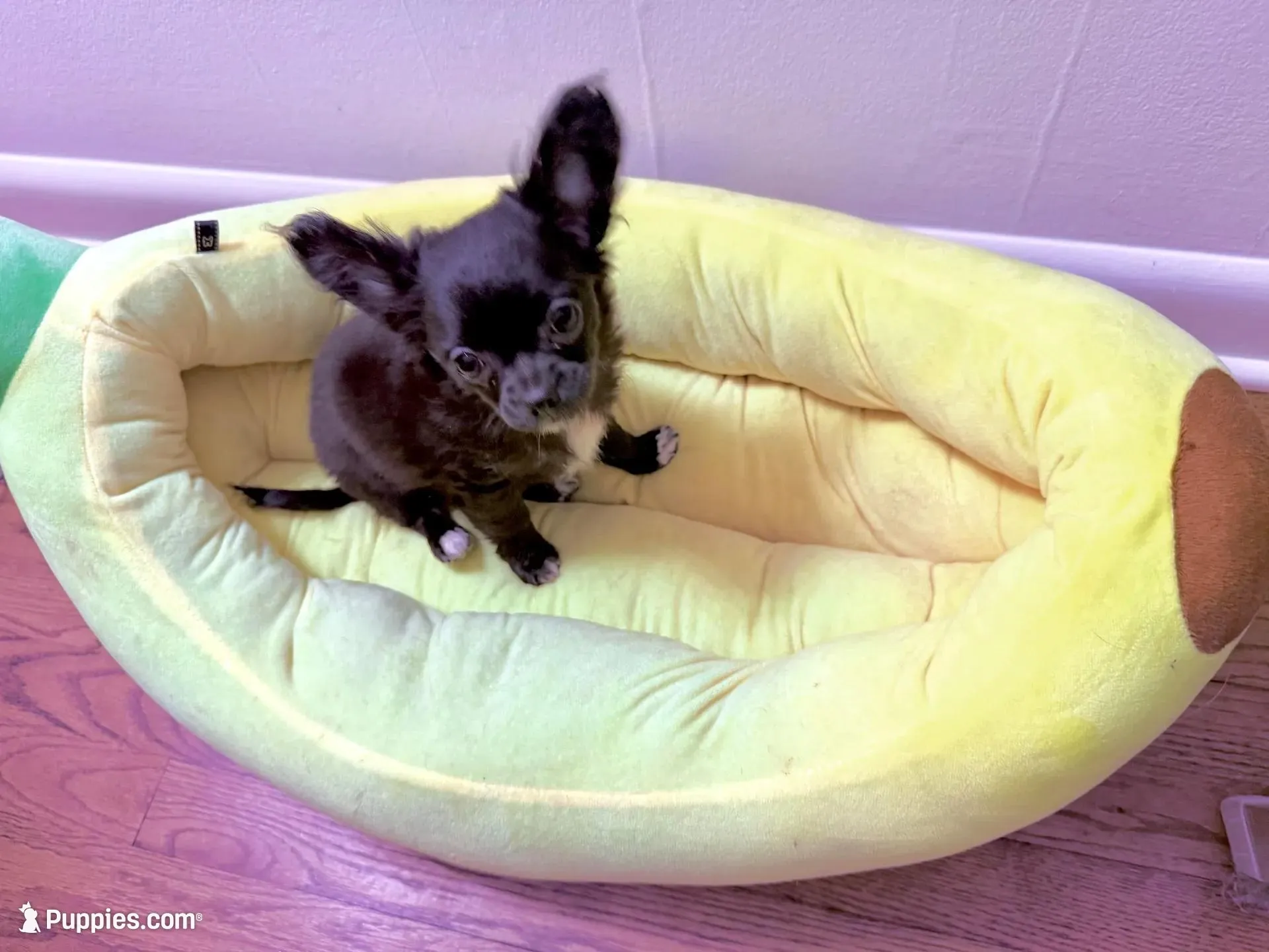 AKC SAVANNAH, a female Chihuahua for sale in Cincinnati, OH – Photo 4 of 10