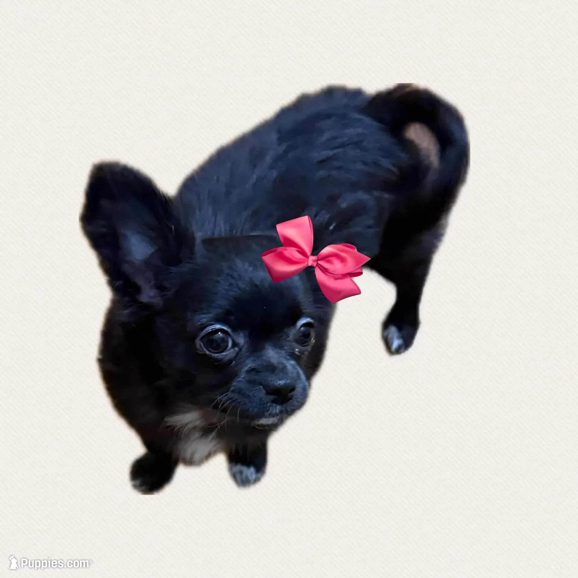 AKC SAVANNAH, a female Chihuahua for sale in Cincinnati, OH – Photo 6 of 10