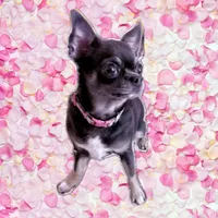 AKC SAVANNAH, a female Chihuahua for sale in Cincinnati, OH – Photo 9 of 10