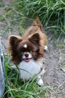 AKC SAVANNAH, a female Chihuahua for sale in Cincinnati, OH – Photo 10 of 10