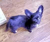 AKC SAVANNAH, a female Chihuahua for sale in Cincinnati, OH – Photo 5 of 10