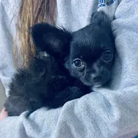 AKC SAVANNAH, a female Chihuahua for sale in Cincinnati, OH – Photo 7 of 10