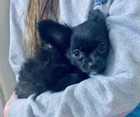 AKC SAVANNAH, a female Chihuahua for sale in Cincinnati, OH – Photo 7 of 10