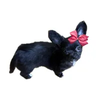 AKC SAVANNAH, a female Chihuahua for sale in Cincinnati, OH – Photo 5 of 10