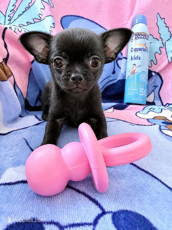 AKC Sofia – Chihuahua puppy for sale in Cincinnati, OH