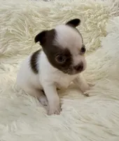 AKC Luigi, a male Chihuahua for sale in Cincinnati, OH – Photo 2 of 9