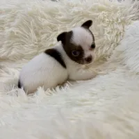 AKC Luigi, a male Chihuahua for sale in Cincinnati, OH – Photo 6 of 9