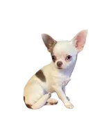 AKC Luigi, a male Chihuahua for sale in Cincinnati, OH – Photo 8 of 9