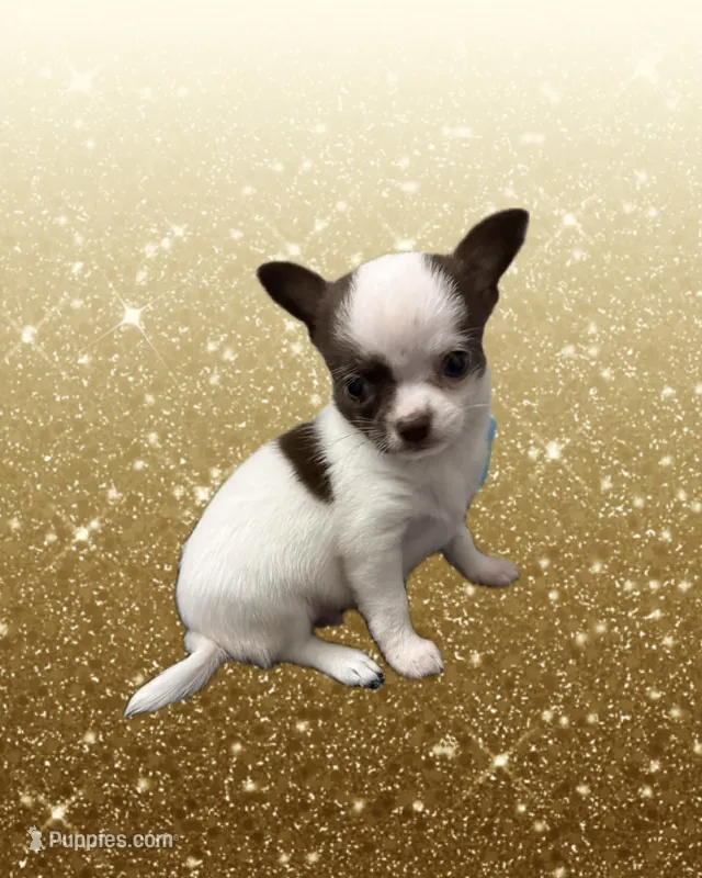 AKC Luigi – Chihuahua puppy for sale in Cincinnati, OH