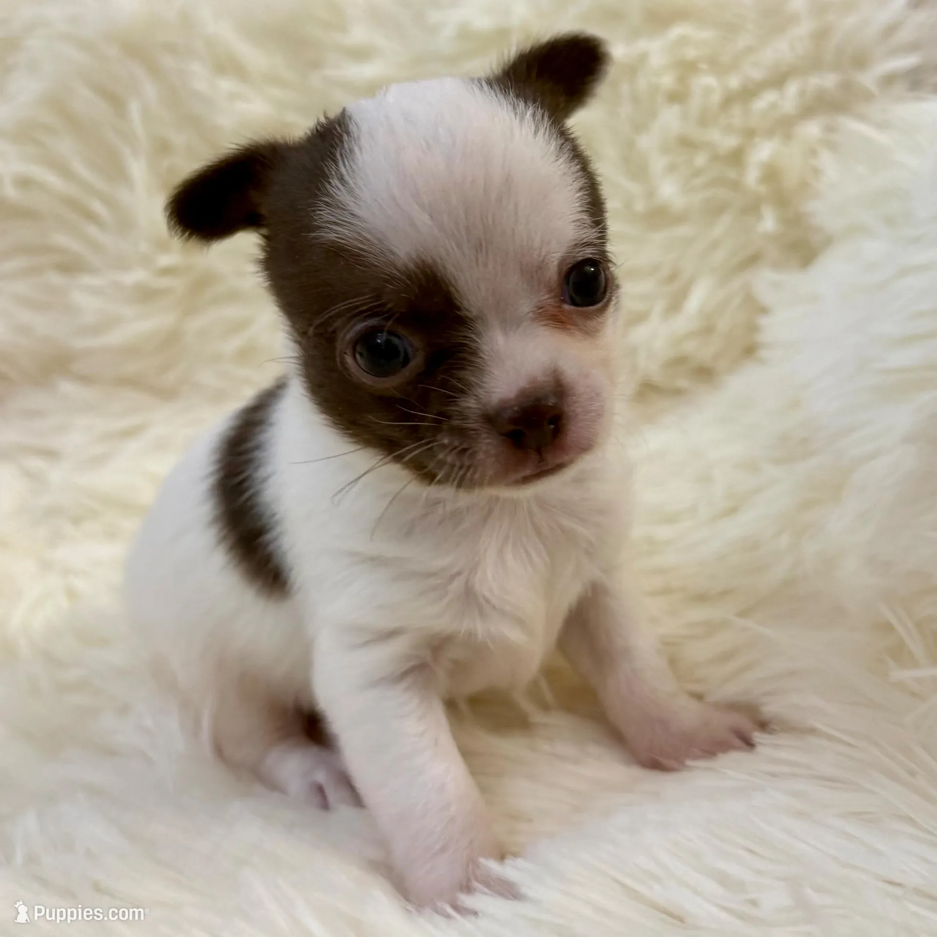 AKC Luigi, a male Chihuahua for sale in Cincinnati, OH – Photo 1 of 9