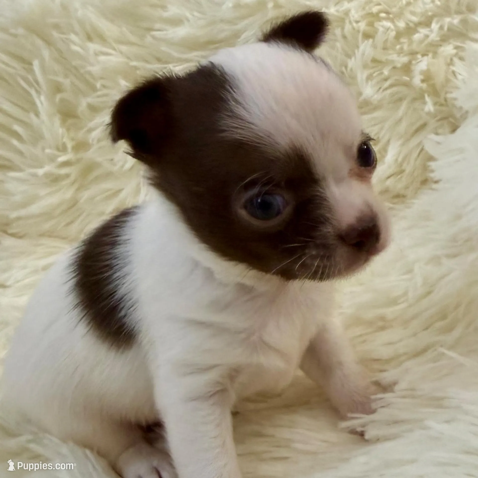 AKC Luigi, a male Chihuahua for sale in Cincinnati, OH – Photo 3 of 9
