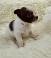 AKC Luigi, a male Chihuahua for sale in Cincinnati, OH – Photo 5 of 9