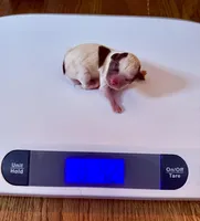 AKC Luigi, a male Chihuahua for sale in Cincinnati, OH – Photo 7 of 9