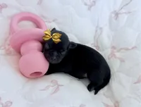 AKC Sofia, a female Chihuahua for sale in Cincinnati, OH – 3 of 4