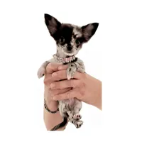 AKC Cruella DeVil, a female Chihuahua for sale in Cincinnati, OH – Photo 3 of 10