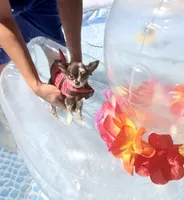 AKC Cruella DeVil, a female Chihuahua for sale in Cincinnati, OH – Photo 5 of 10