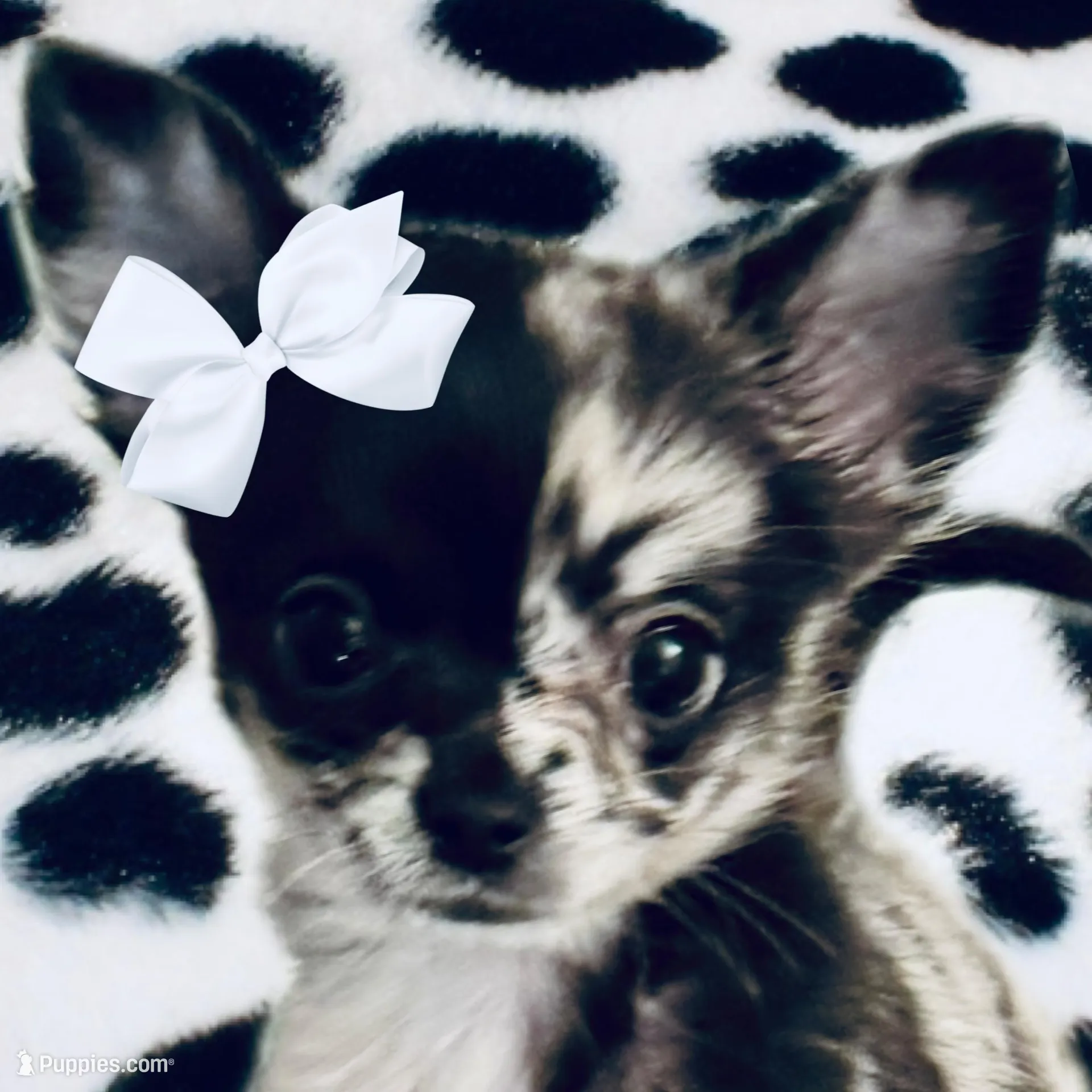AKC Cruella DeVil, a female Chihuahua for sale in Cincinnati, OH – Photo 6 of 10