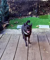 AKC Cruella DeVil, a female Chihuahua for sale in Cincinnati, OH – Photo 9 of 10