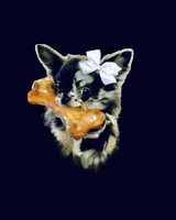 AKC Cruella DeVil, a female Chihuahua for sale in Cincinnati, OH – Photo 1 of 10