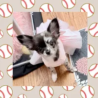 AKC Cruella DeVil, a female Chihuahua for sale in Cincinnati, OH – Photo 4 of 10