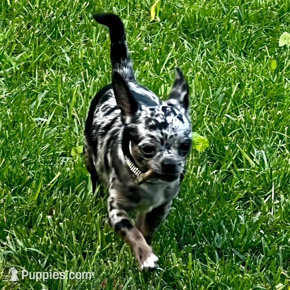 AKC Cruella DeVil, a female Chihuahua for sale in Cincinnati, OH – Photo 10 of 10