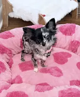 AKC Cruella DeVil, a female Chihuahua for sale in Cincinnati, OH – Photo 2 of 10