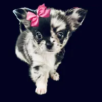 AKC Cruella DeVil, a female Chihuahua for sale in Cincinnati, OH – Photo 7 of 10