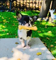 AKC Cruella DeVil, a female Chihuahua for sale in Cincinnati, OH – Photo 8 of 10