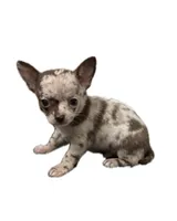 AKC Mario, a male Chihuahua for sale in Cincinnati, OH – Photo 2 of 10